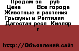 Продам за 50 руб. › Цена ­ 50 - Все города Животные и растения » Грызуны и Рептилии   . Дагестан респ.,Кизляр г.